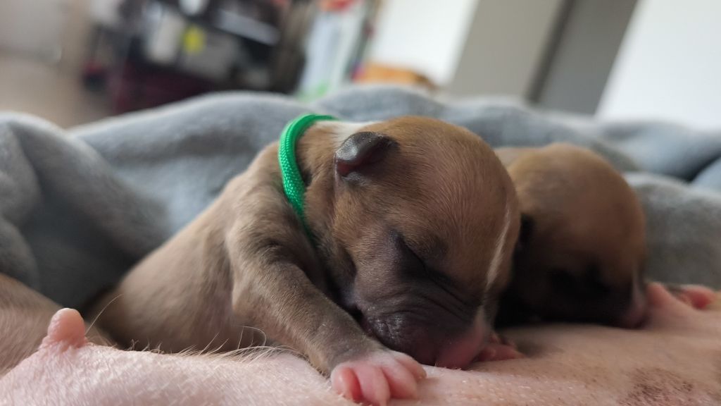 du Paradis Des Mini Bulls - Chiots disponibles - Bull Terrier Miniature