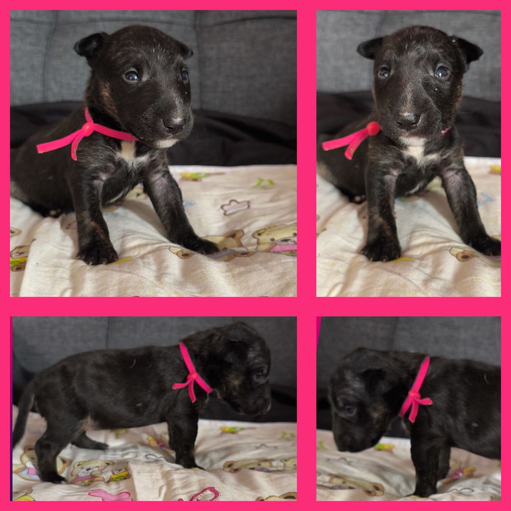 du Paradis Des Mini Bulls - Chiots disponibles - Bull Terrier Miniature