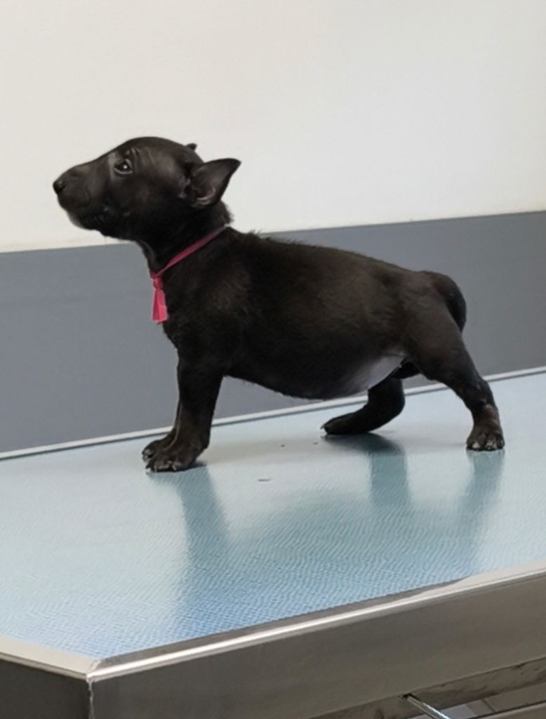 du Paradis Des Mini Bulls - Chiots disponibles - Bull Terrier Miniature