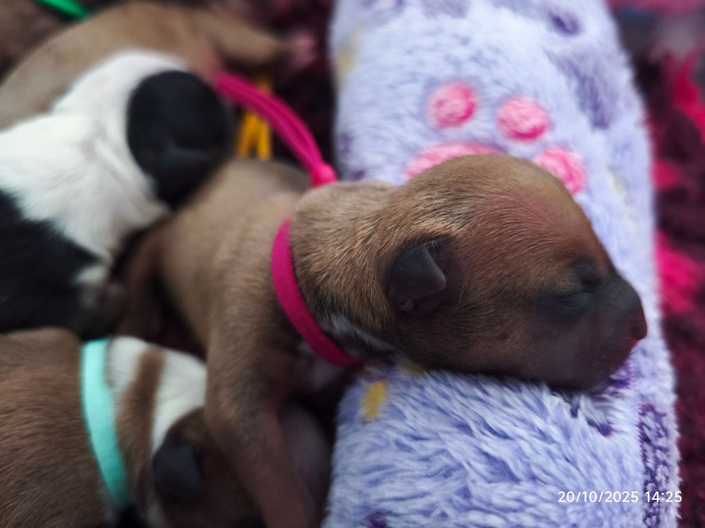 du Paradis Des Mini Bulls - Chiots disponibles - Bull Terrier Miniature