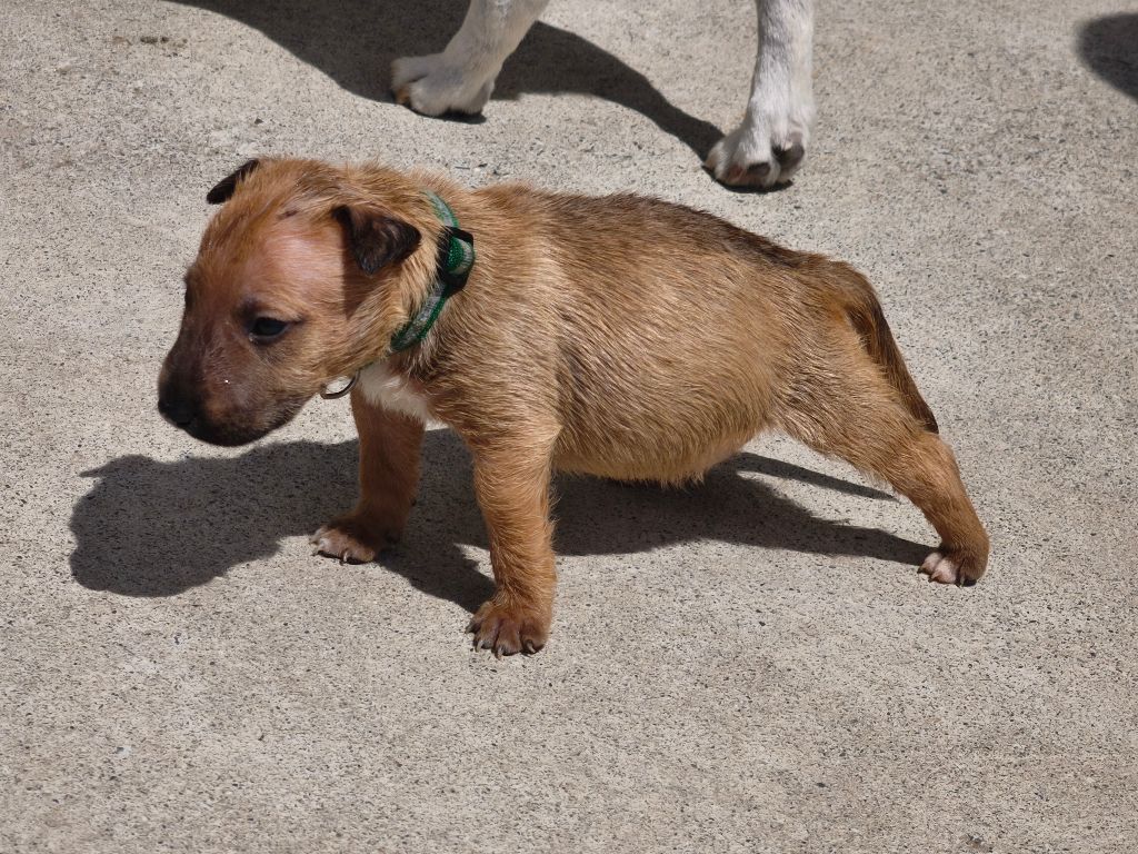 du Paradis Des Mini Bulls - Chiots disponibles - Bull Terrier Miniature