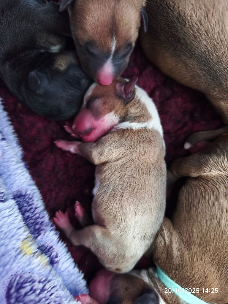 du Paradis Des Mini Bulls - Chiots disponibles - Bull Terrier Miniature